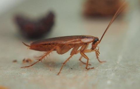 How To Get Rid Of Cockroaches: A Comprehensive Guide For Honolulu ...